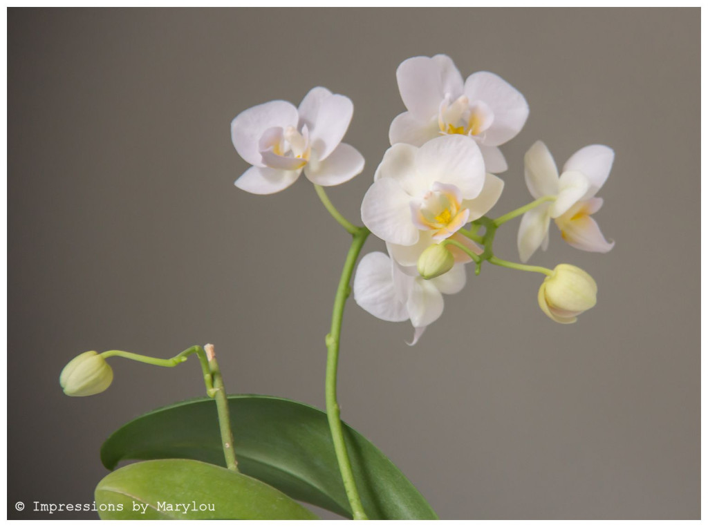 Orchids-2 b