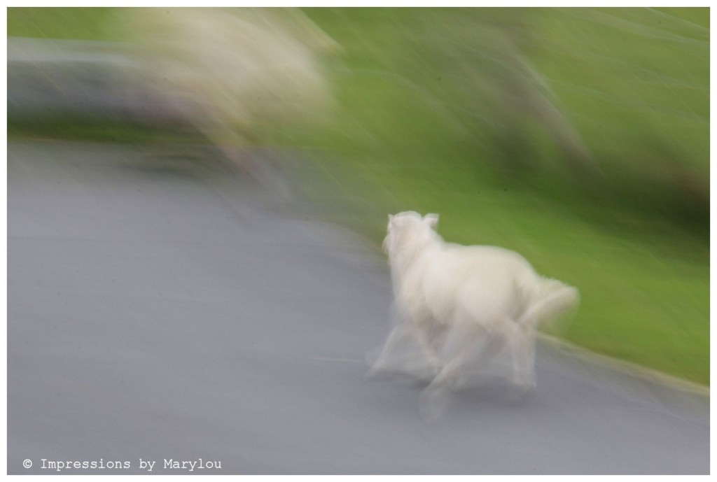 Slow Mo Sheep Trot b