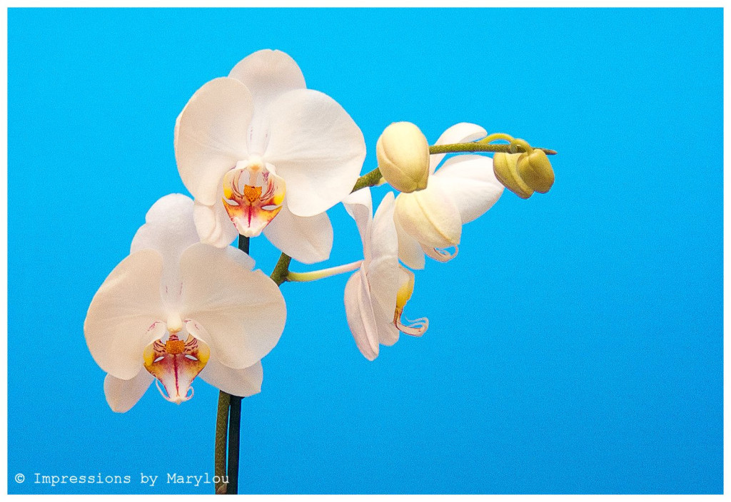 Orchids-13 b