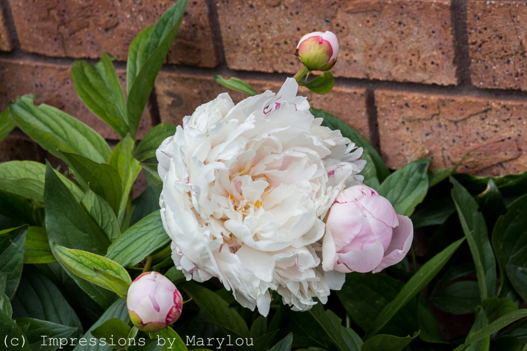 Peonies-12