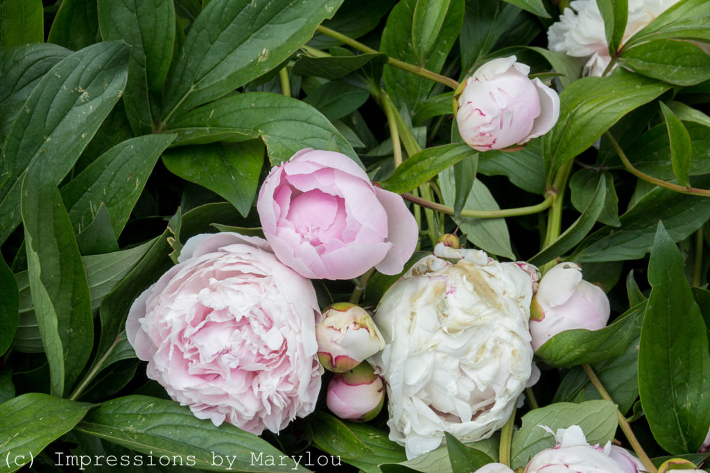 Peonies-6