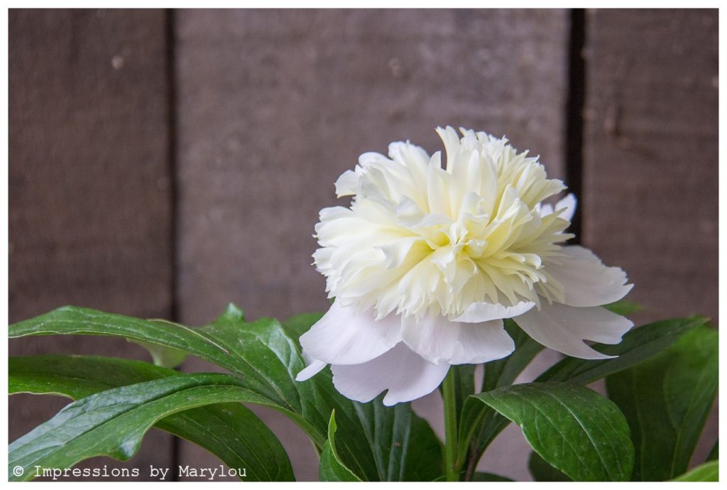 Peony-20